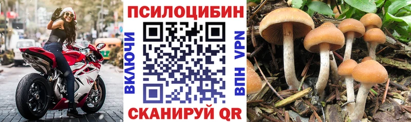 купить закладку  Шацк  Галлюциногенные грибы ЛСД 